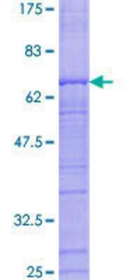 SDS-PAGE: Recombinant Human RFC3 GST (N-Term) Protein [H00005983-P01]