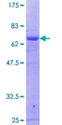 SDS-PAGE: Recombinant Human RFC4 GST (N-Term) Protein [H00005984-P01]