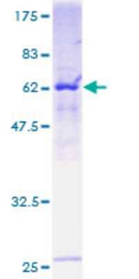 SDS-PAGE: Recombinant Human RFC5 GST (N-Term) Protein [H00005985-P01]