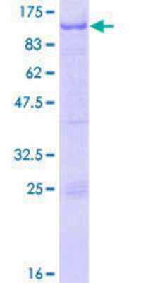 SDS-PAGE: Recombinant Human RFX2 GST (N-Term) Protein [H00005990-P01]