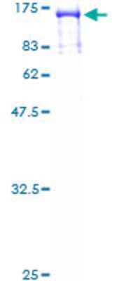 SDS-PAGE: Recombinant Human RFX3 GST (N-Term) Protein [H00005991-P01]