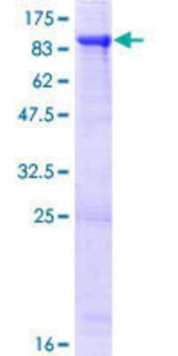 SDS-PAGE: Recombinant Human RFX4 GST (N-Term) Protein [H00005992-P02]