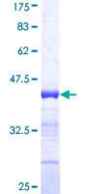 SDS-PAGE: Recombinant Human RFX5 GST (N-Term) Protein [H00005993-Q01]