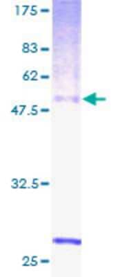 SDS-PAGE: Recombinant Human RGR GST (N-Term) Protein [H00005995-P01]