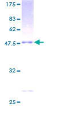 SDS-PAGE: Recombinant Human RGS1 GST (N-Term) Protein [H00005996-P01]