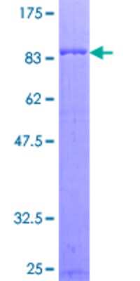 SDS-PAGE: Recombinant Human RGS7 GST (N-Term) Protein [H00006000-P01]