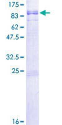 SDS-PAGE: Recombinant Human RGS12 GST (N-Term) Protein [H00006002-P01]