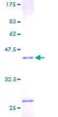 SDS-PAGE: Recombinant Human RNASE4 GST (N-Term) Protein [H00006038-P01]