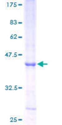 SDS-PAGE: Recombinant Human RNASE6 GST (N-Term) Protein [H00006039-P01]