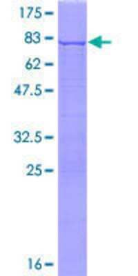 SDS-PAGE: Recombinant Human RPL3 GST (N-Term) Protein [H00006122-P02]