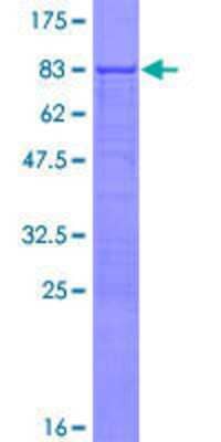 SDS-PAGE: Recombinant Human RPL3L GST (N-Term) Protein [H00006123-P01]