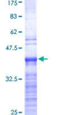 SDS-PAGE: Recombinant Human RPL19 GST (N-Term) Protein [H00006143-Q01]