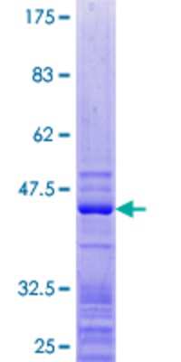 SDS-PAGE: Recombinant Human RPL27 GST (N-Term) Protein [H00006155-P01]