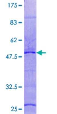 SDS-PAGE: Recombinant Human RPL29 GST (N-Term) Protein [H00006159-P01]