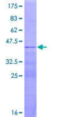 SDS-PAGE: Recombinant Human RPL36AL GST (N-Term) Protein [H00006166-P01]