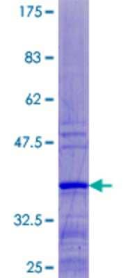 SDS-PAGE: Recombinant Human RPL37 GST (N-Term) Protein [H00006167-P01]