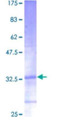 SDS-PAGE: Recombinant Human RPL39 GST (N-Term) Protein [H00006170-P01]