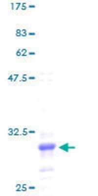 SDS-PAGE: Recombinant Human RPL41 GST (N-Term) Protein [H00006171-P01]