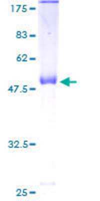 SDS-PAGE: Recombinant Human MRPL12 GST (N-Term) Protein [H00006182-P01]