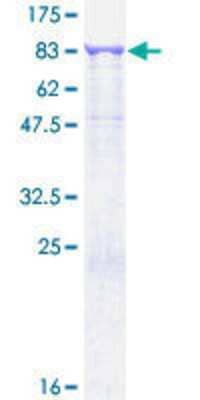 SDS-PAGE: Recombinant Human Ribophorin I GST (N-Term) Protein [H00006184-P01]