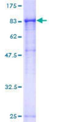 SDS-PAGE: Recombinant Human Ribophorin I GST (N-Term) Protein [H00006184-P02]