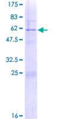 SDS-PAGE: Recombinant Human RPS4Y1 GST (N-Term) Protein [H00006192-P01]