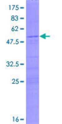 SDS-PAGE: Recombinant Human RPS8 GST (N-Term) Protein [H00006202-P01]