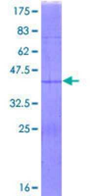 SDS-PAGE: Recombinant Human RPS15A GST (N-Term) Protein [H00006210-P01]