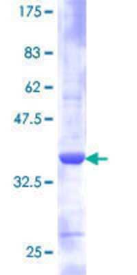 SDS-PAGE: Recombinant Human RPS21 GST (N-Term) Protein [H00006227-P01]