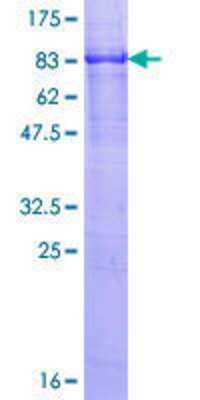 SDS-PAGE: Recombinant Human Reticulon 2 GST (N-Term) Protein [H00006253-P01]