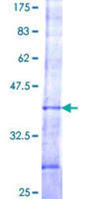 SDS-PAGE: Recombinant Human VPS52 GST (N-Term) Protein [H00006293-Q01]