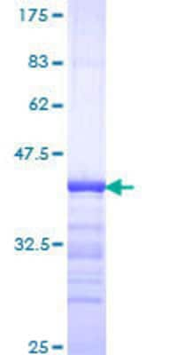 SDS-PAGE: Recombinant Human Ataxin-2 GST (N-Term) Protein [H00006311-Q01]