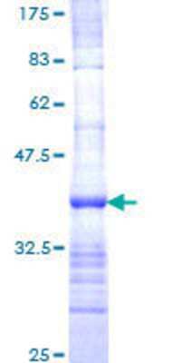 SDS-PAGE: Recombinant Human Nav1.6 GST (N-Term) Protein [H00006334-Q01]