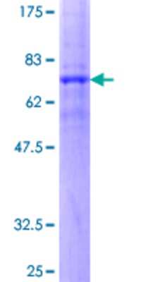 SDS-PAGE: Recombinant Human Secretin R GST (N-Term) Protein [H00006344-P01]