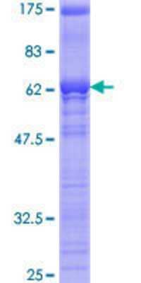 SDS-PAGE: Recombinant Human SFRS5 GST (N-Term) Protein [H00006430-P01]