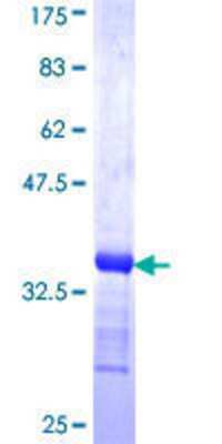 SDS-PAGE: Recombinant Human TRA2B GST (N-Term) Protein [H00006434-Q01]