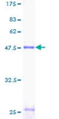 SDS-PAGE: Recombinant Human Prosurfactant Protein C GST (N-Term) Protein [H00006440-P01]