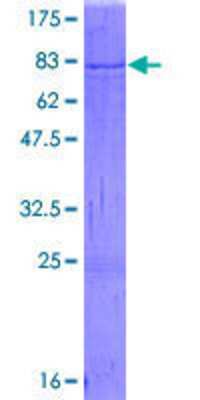 SDS-PAGE: Recombinant Human SHMT2 GST (N-Term) Protein [H00006472-P01]