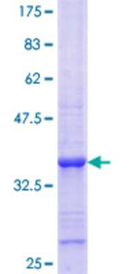 SDS-PAGE: Recombinant Human Slap GST (N-Term) Protein [H00006503-Q01]