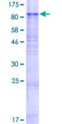 SDS-PAGE: Recombinant Human EAAT2/GLT1 GST (N-Term) Protein [H00006506-P01]