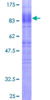 SDS-PAGE: Recombinant Human EAAT1/GLAST-1/SLC1A3 GST (N-Term) Protein [H00006507-P01]