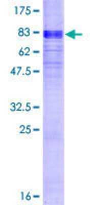 SDS-PAGE: Recombinant Human MCT1/SLC16A1 GST (N-Term) Protein [H00006566-P01]