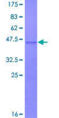 SDS-PAGE: Recombinant Human VMAT1/SLC18A1 GST (N-Term) Protein [H00006570-P01]