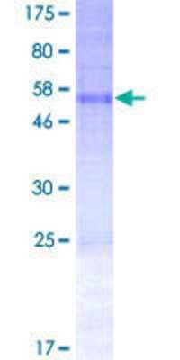 SDS-PAGE: Recombinant Human SNTB2 GST (N-Term) Protein [H00006645-P01]