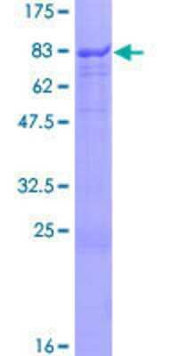 SDS-PAGE: Recombinant Human SOX10 GST (N-Term) Protein [H00006663-P01]