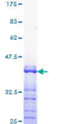 SDS-PAGE: Recombinant Human SP1 GST (N-Term) Protein [H00006667-Q01]