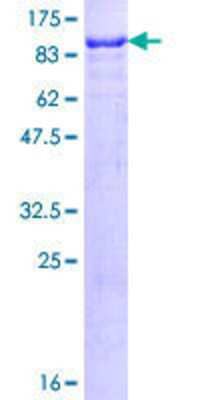 SDS-PAGE: Recombinant Human SP100 GST (N-Term) Protein [H00006672-P01]