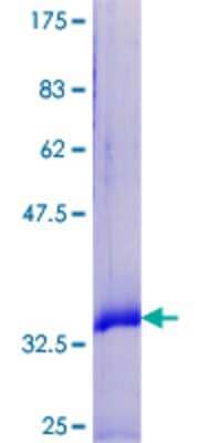 SDS-PAGE: Recombinant Human SPRR2F GST (N-Term) Protein [H00006705-P01]