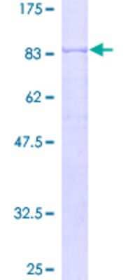 SDS-PAGE: Recombinant Human SQLE GST (N-Term) Protein [H00006713-P01]