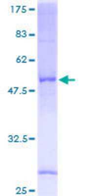 SDS-PAGE: Recombinant Human SRD5A1 GST (N-Term) Protein [H00006715-P01]